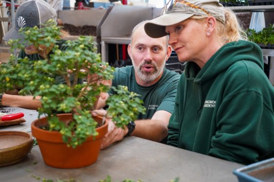 Two people looking at a bonsai plant. 